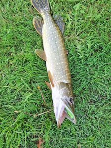 Northern Pike