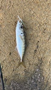 Mediterranean Horse Mackerel