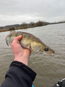 Zander