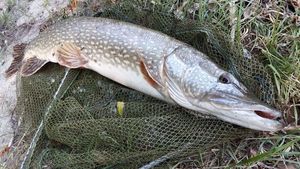 Northern Pike