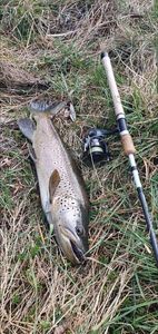 Brown Trout