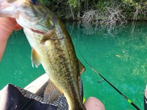 Largemouth Bass