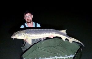 Sturgeon