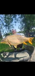 Common Carp