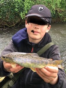 Brown Trout