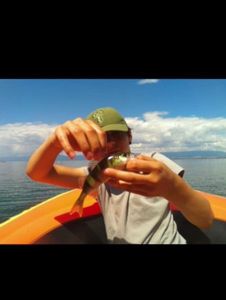 European Perch