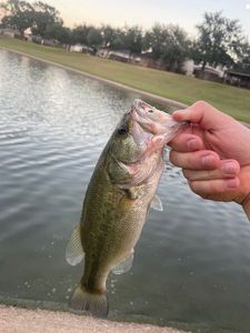 Smallmouth Bass