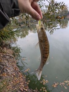 Zander