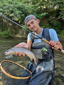 Brown Trout