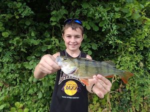 European Perch