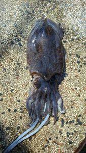 Common Cuttlefish