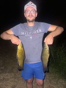 Tench