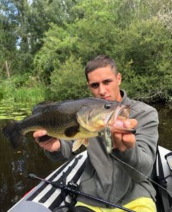 Largemouth Bass