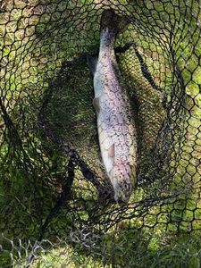 Rainbow Trout