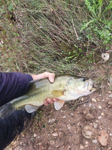 Largemouth Bass
