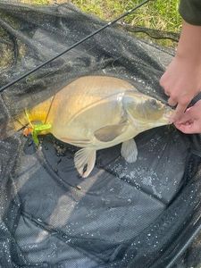 Leather Carp