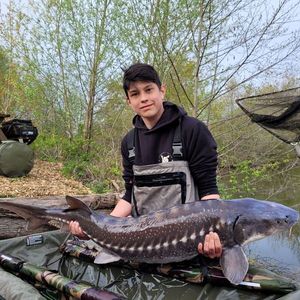 Sturgeon