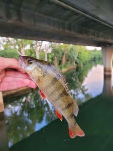 European Perch