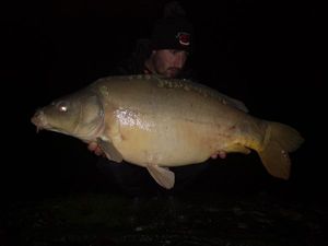 Mirror Carp