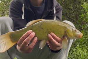 Tench