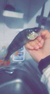 European Perch — sugavo Sam le Sang