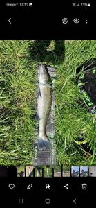 Zander