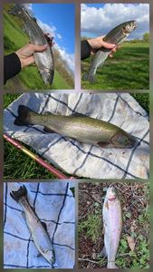 Brown Trout