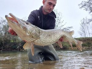 Northern Pike