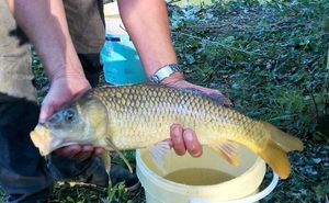 Common Carp