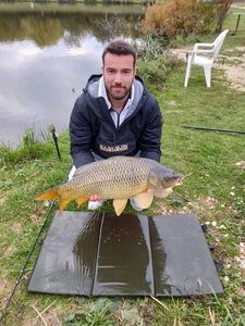 Common Carp