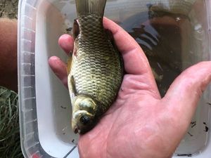Crucian Carp