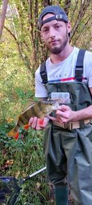 Yellow Perch