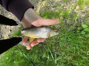 Brown Trout