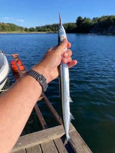 Garfish