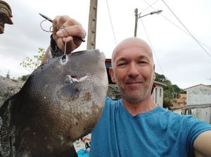 Triggerfish