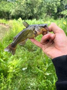 Black Bullhead