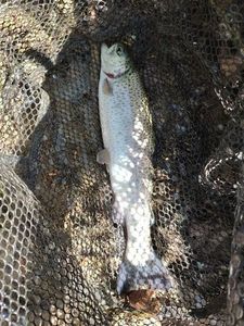Rainbow Trout