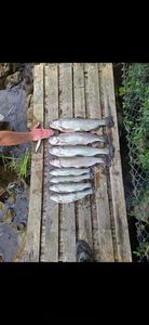 Rainbow Trout