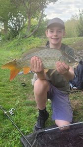 Common Carp
