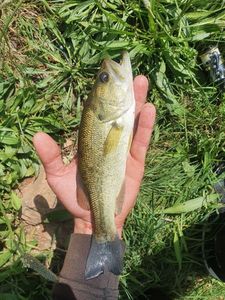 Largemouth Bass