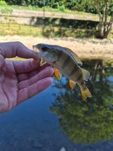 European Perch