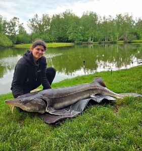 Beluga Sturgeon (European Sturgeon)