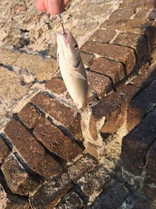 European Bass (Seabass)