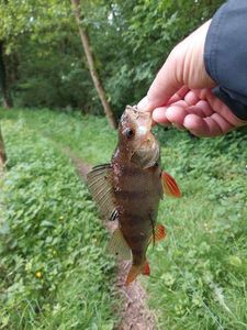 European Perch