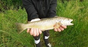 Brown Trout
