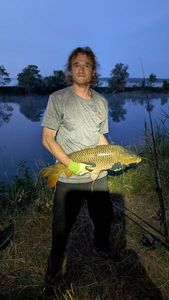 Common Carp