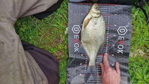 Common Bream