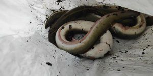 European Eel (Common Eel)