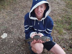 Rainbow Trout
