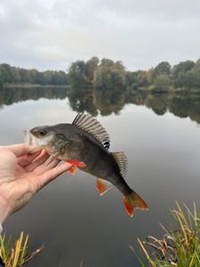 European Perch